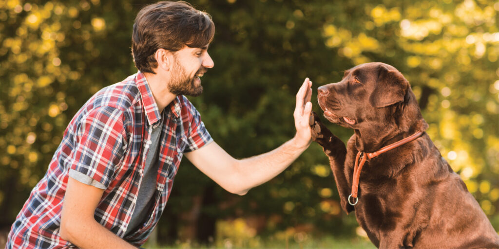 Majestic Mountain Inn The Best Pet-Friendly Hotel in Payson, AZ